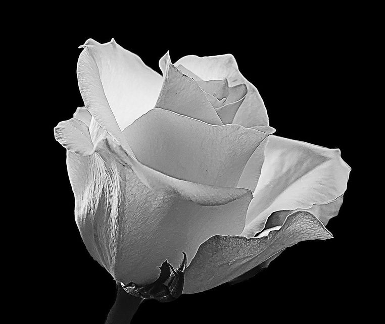Biała róża na czarnym tle.